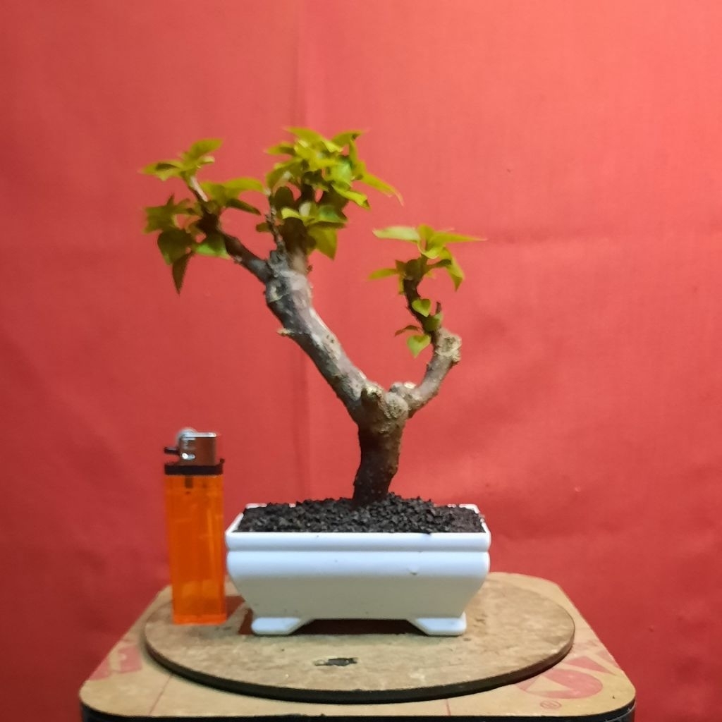 bonsai bougenville singapore