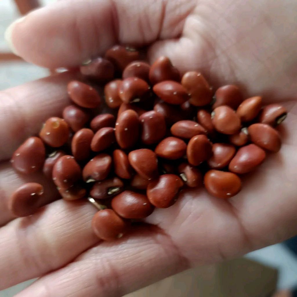 Kacang Merah Kecil - Kacang ADZUKI - AZUKI - RED BEANS KACANG ES untuk Campuran Minuman Es