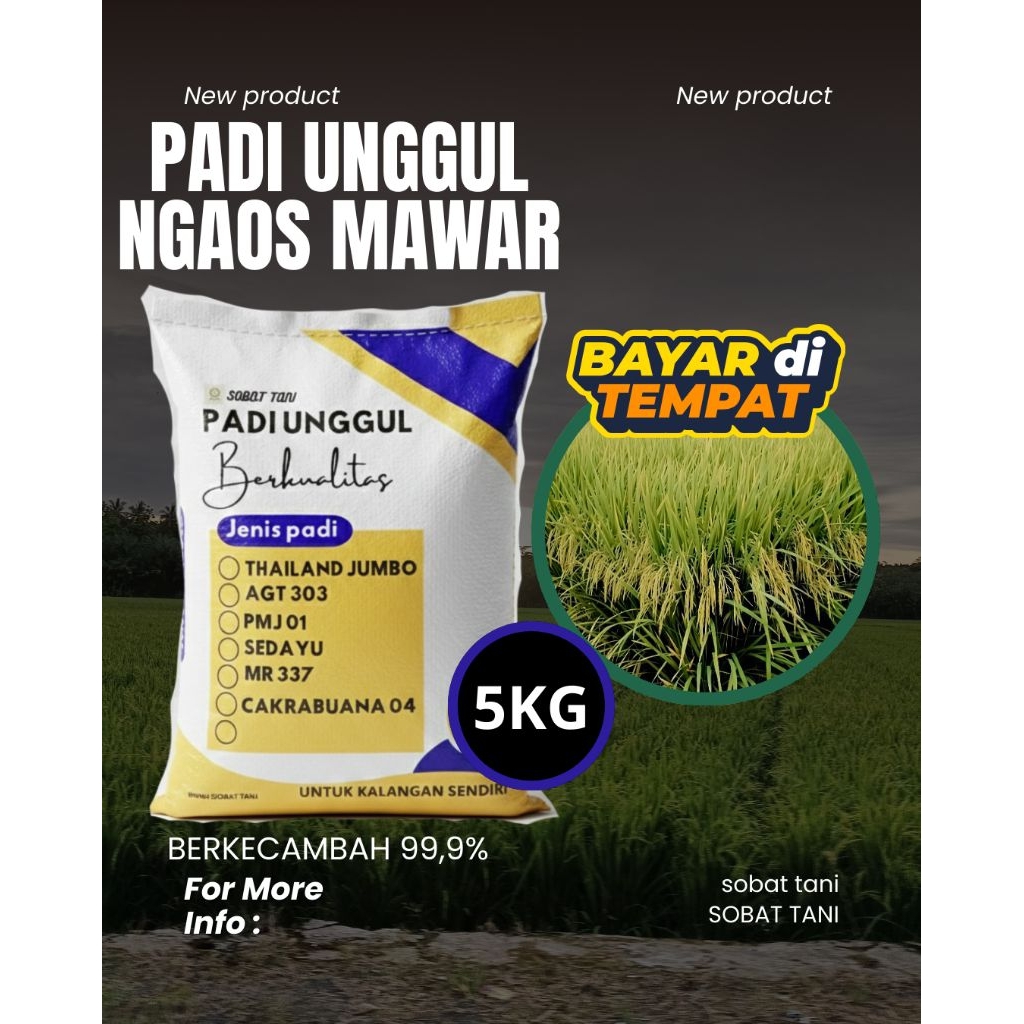 Benih Padi Unggul NGAOS MAWAR 5kg - Bibit Padi Galur Super Pulen Wangi Original Benih Padi NGAOS MAW