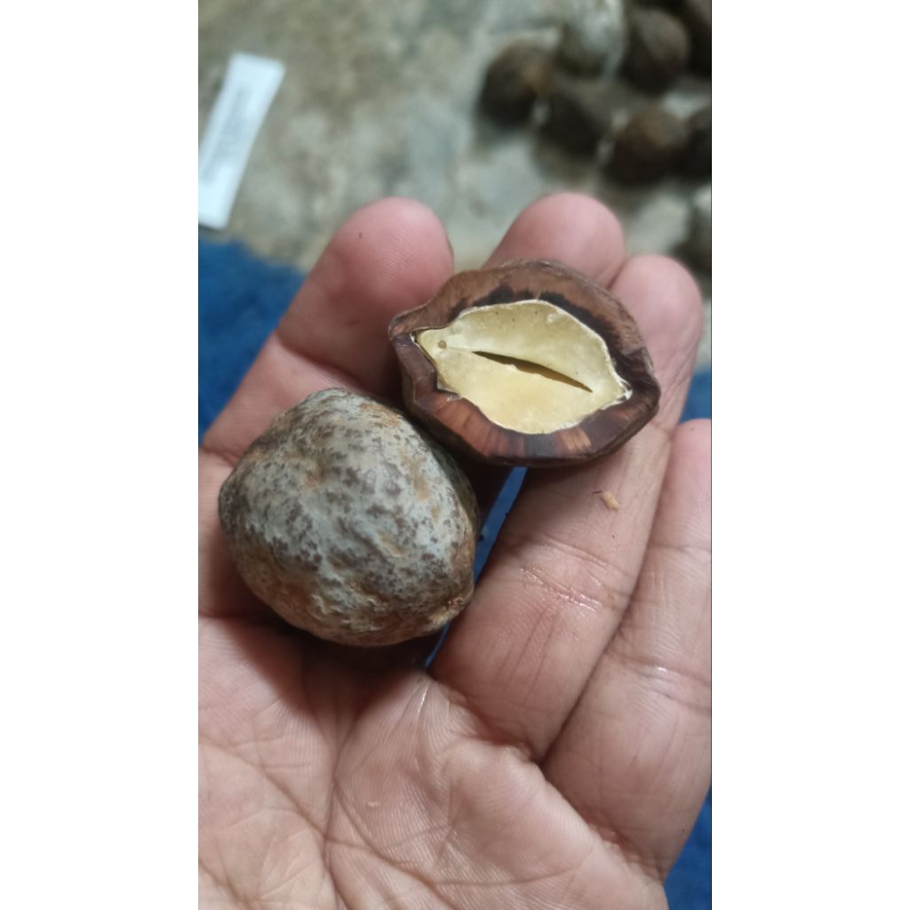 Muncang Adu Kojo Mentah Bebas Pilih Jenis