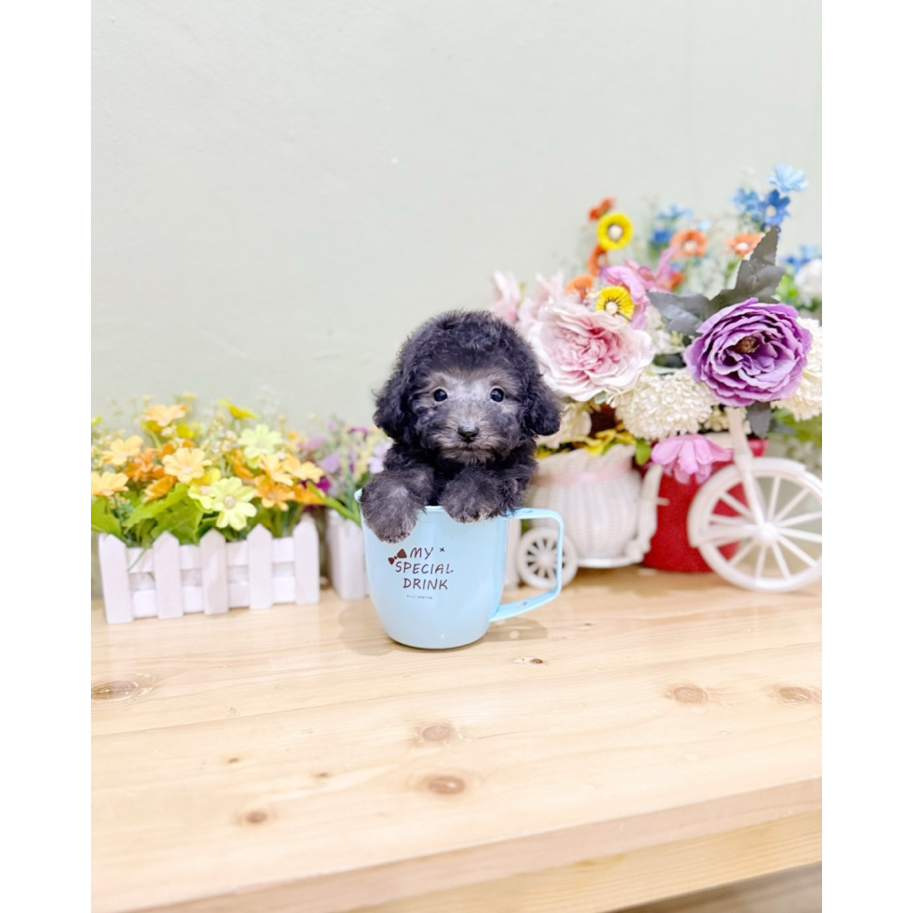 teacup male silver poodle super imut seperti boneka karakter baik dan manja poodel pudel podel pudle