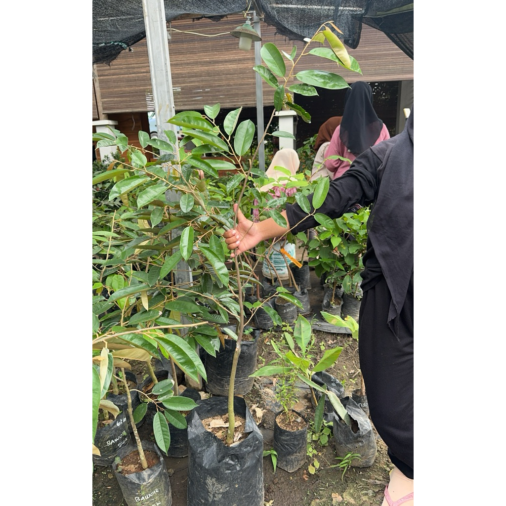 BIBIT DURIAN SUPER TEMBAGA