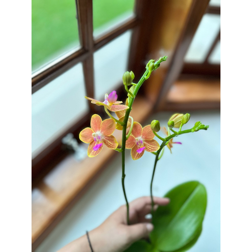 Anggrek Bulan Mini Wangi - Phal Mini Orange