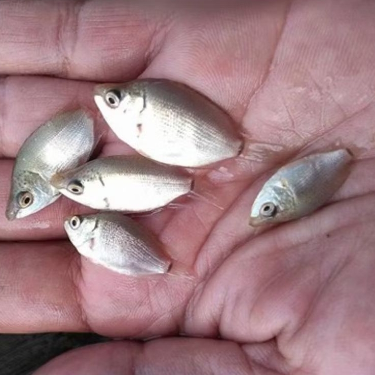 bibit ikan tembakang ukuaran jempol berkualitas