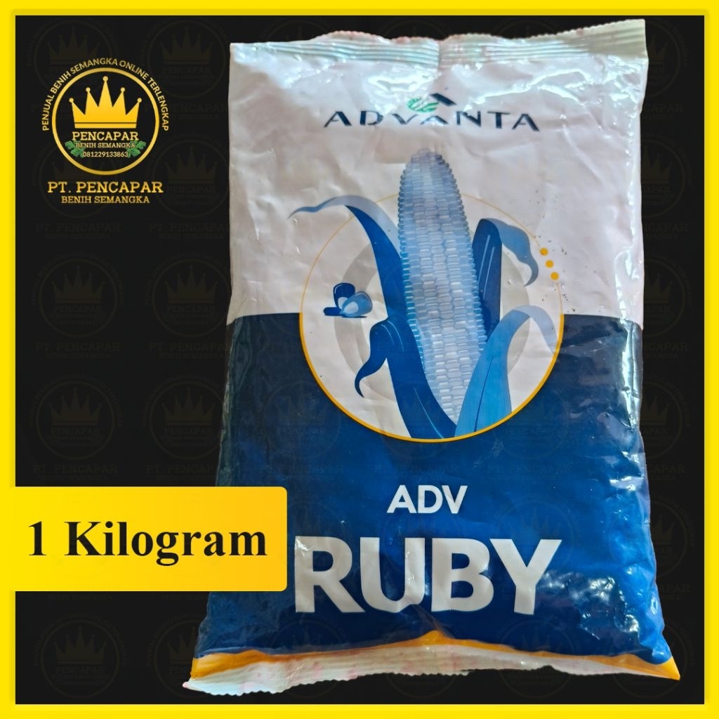 benih jagung RUBY isi 1kg