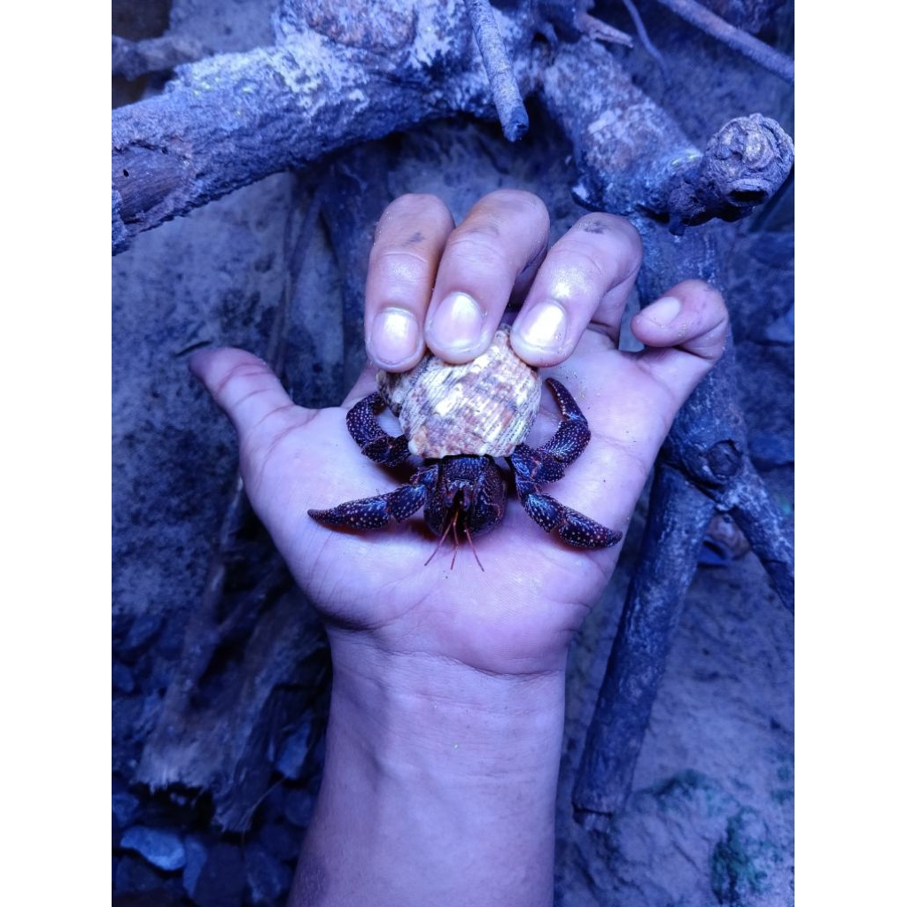 C.PERLATUS DARK Size M/L/XL/XXL (Kelomang Strawberry) MAINAN EDUKASI.