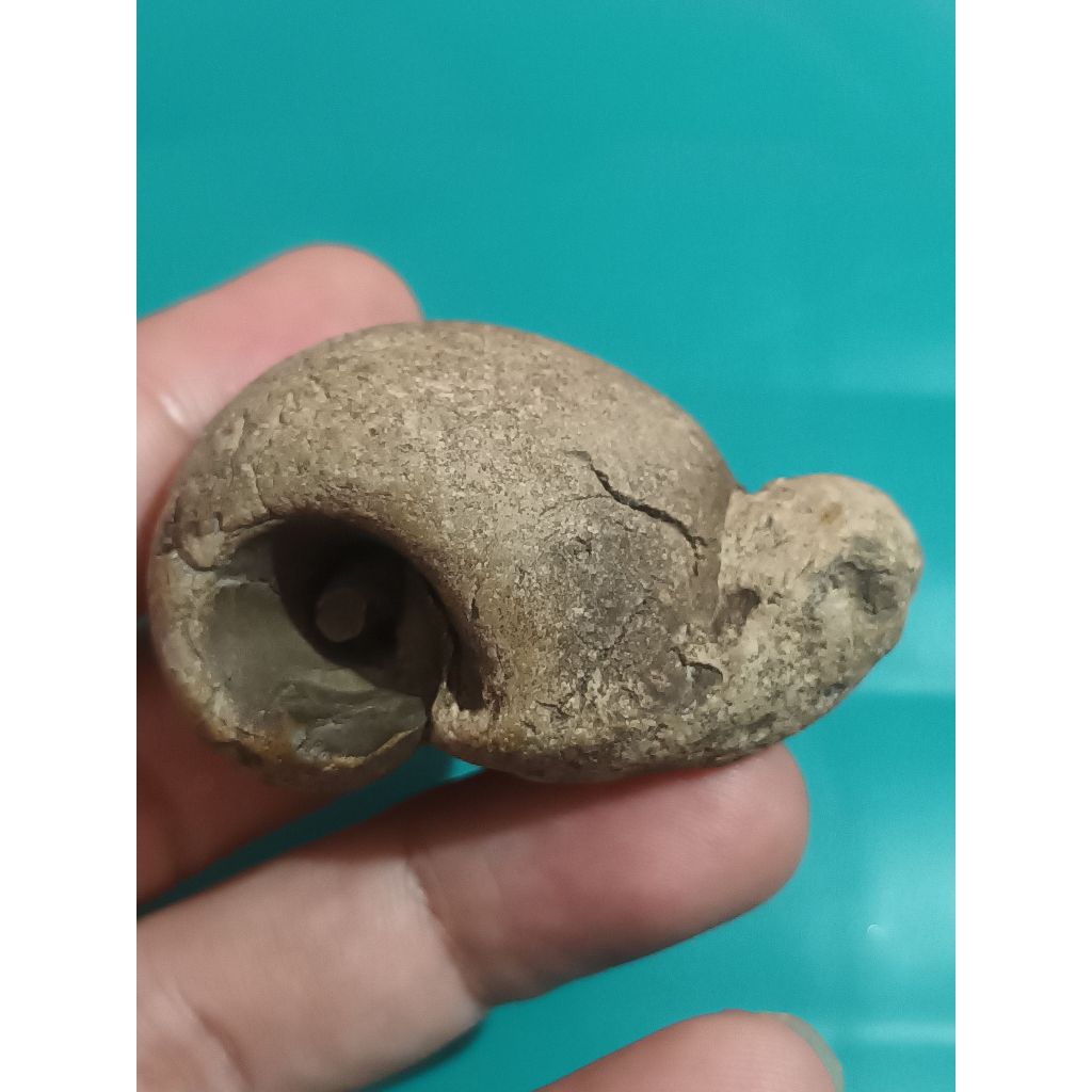 Batu Fosil Keong''Gastropoda-Pamor Penyu, Mata Satu-Natural 100% Alami