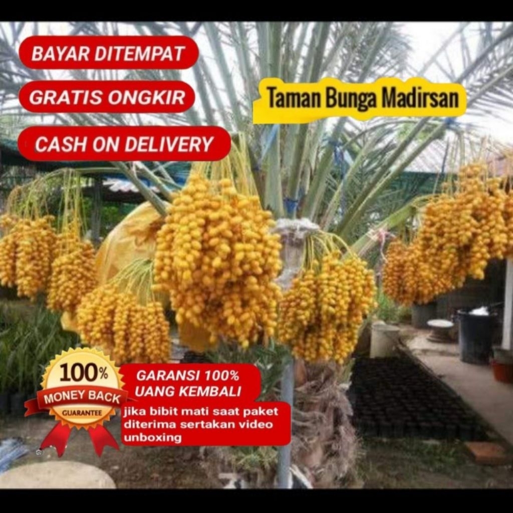 Bibit Kurma Ajwa Kualitas Super Unggul