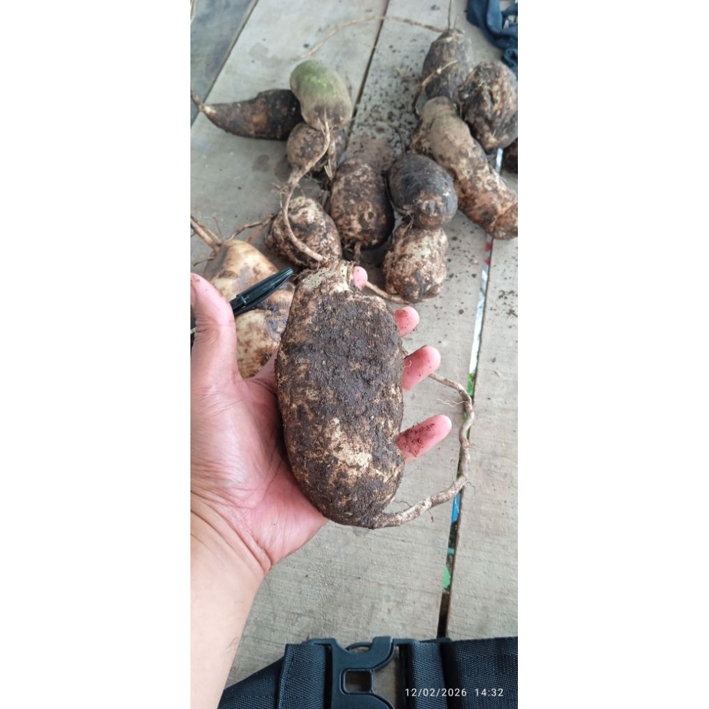 umbi dahlia grade A super jumbo