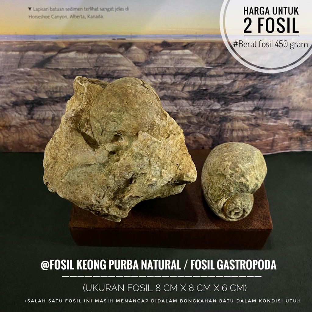 Fosil Keong Purba Natural B88 atau Fossil Gastropoda atau Fosil Kol Buntet Alam atau Fosil Keong Bun