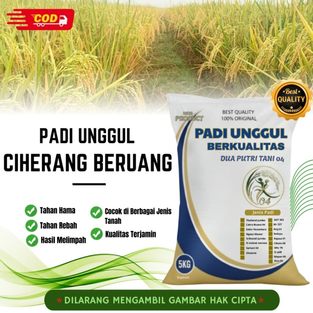 PADI CIHERANG BERUANG kemasan 5 kg