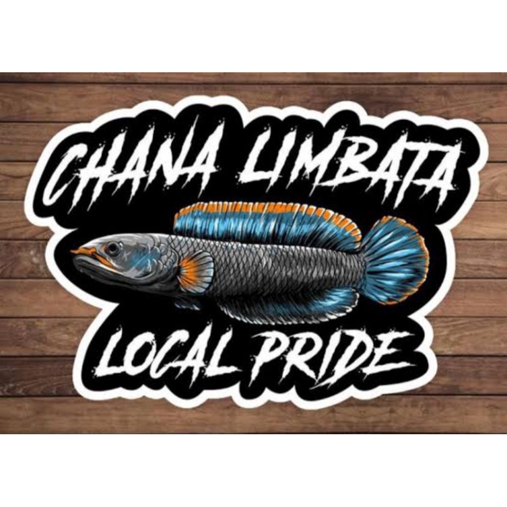 Hiasan aquarium channa limbata 10cm-12cm