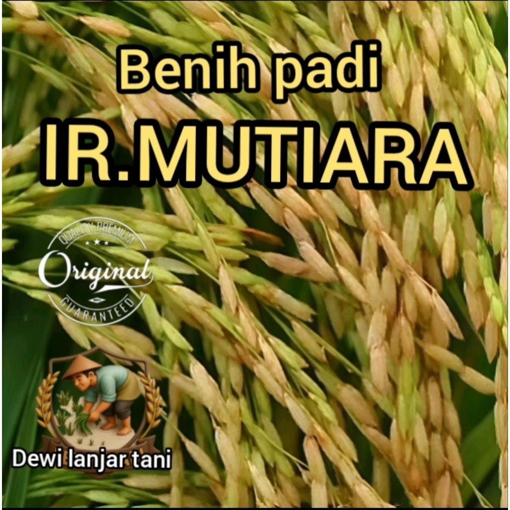 BENIH PADI IR MUTIARA ORIGINAL KEMASAN 1KG