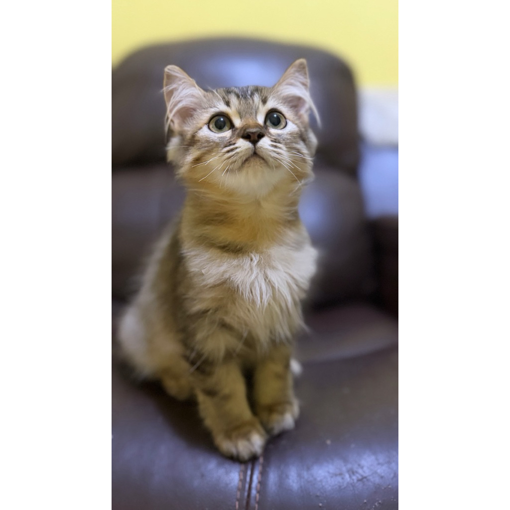 KUCING MAINECOON MIX PERSIA BETINA DAN JANTAN 2-3 BULAN