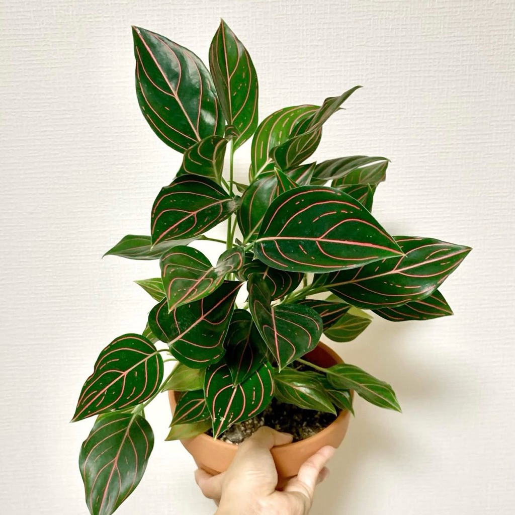 Aglonema rotundum tiger | Tanaman aglonema rotundum tiger | Aglaonema rotundum 4