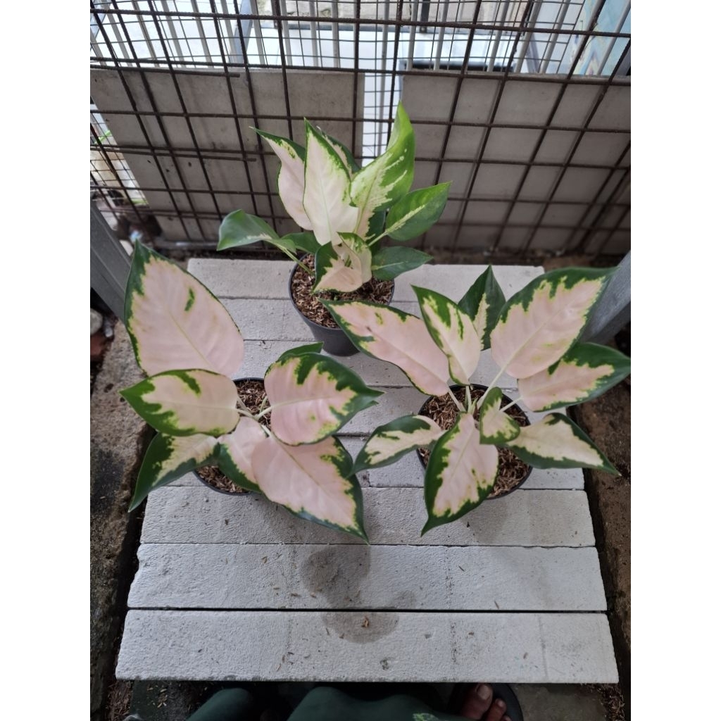 tanaman hias aglonema kocin ESCADA