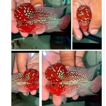 Promo Besar 4 cm Burayak louhan lohan Jenong Srd