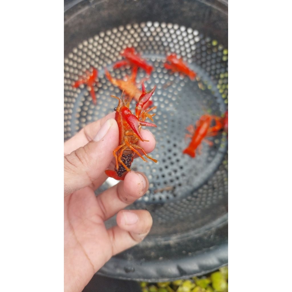 lobster hias warna merah