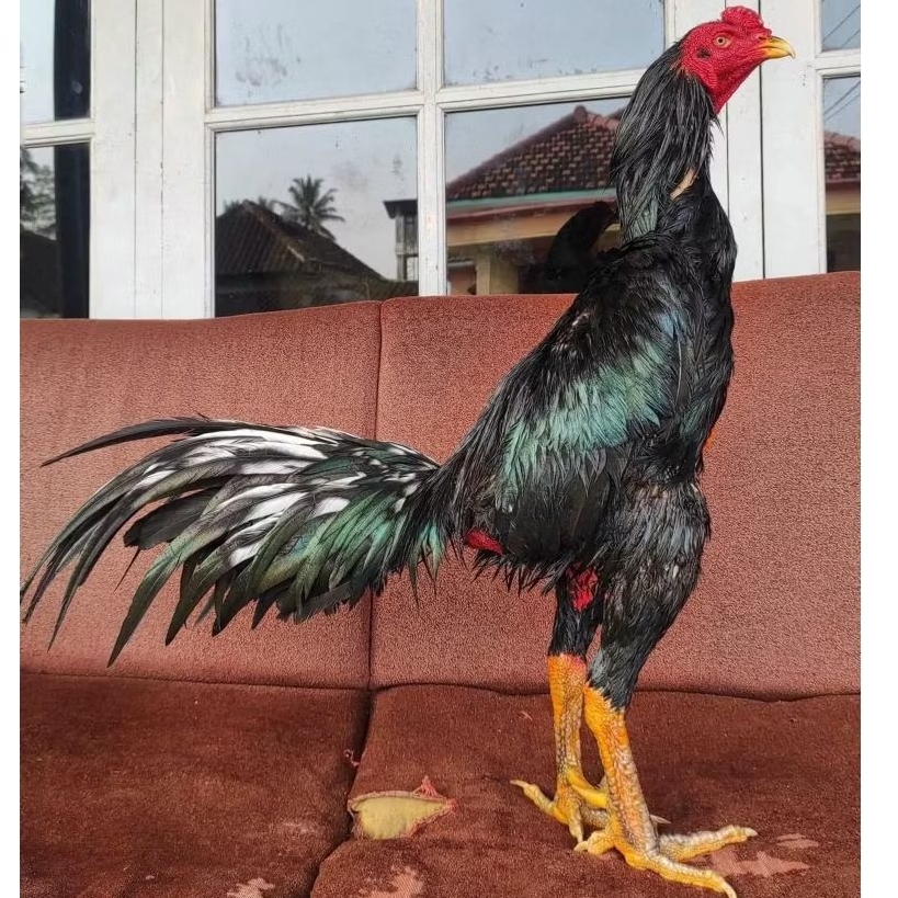 TELUR AYAM PAKHOY  X BANGKOK UNTUK DITETASKAN