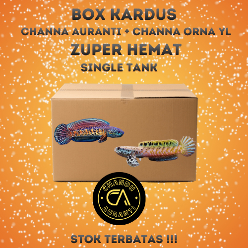 Box Kardus Channa Auranti + Box Kardus Channa Orna YL Size 4-6cm Grade A+ Bahan Mewah
