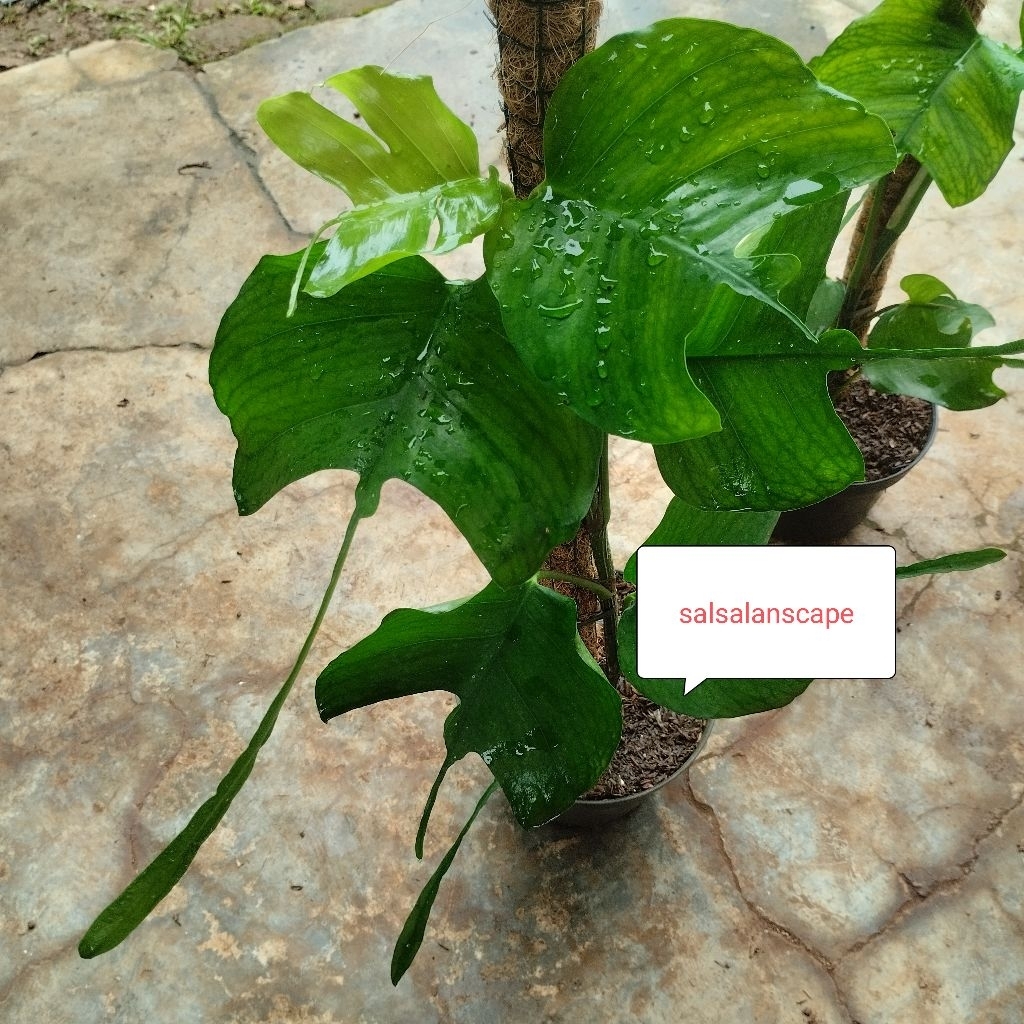 Tanaman Hias Philodendron Skeleton Key Philodendron Ekor Pari