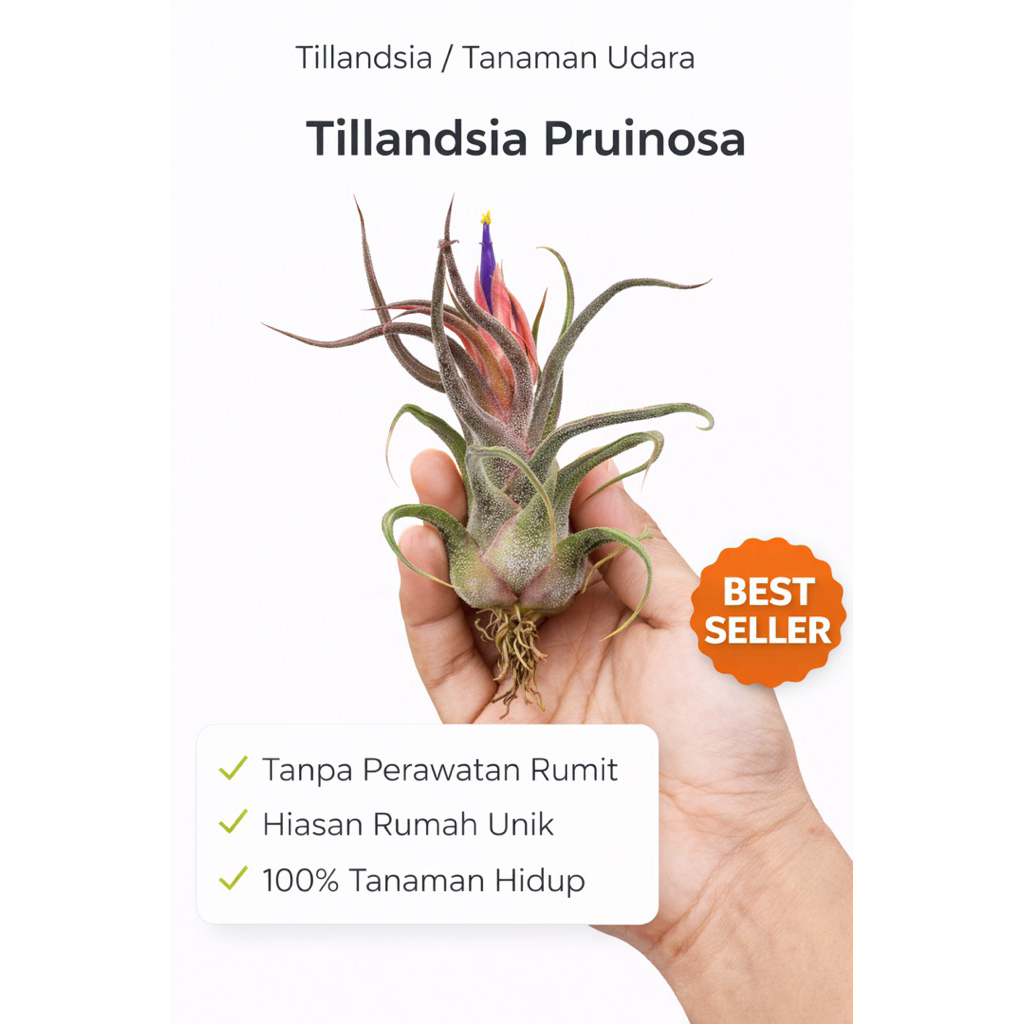 TILLANDSIA PRUINOSA TANAMAN UDARA