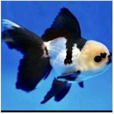 oranda panda aksesoris aquarium