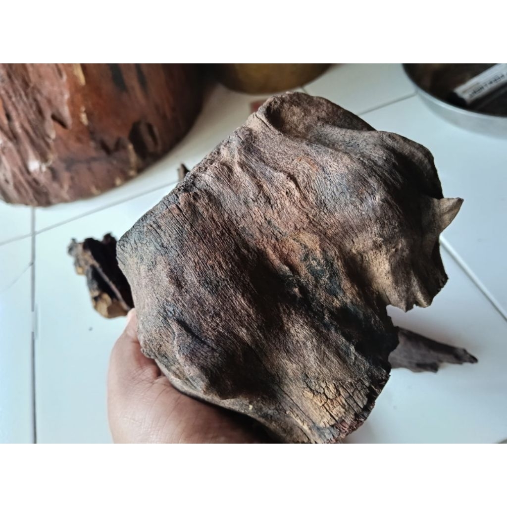 galih asem gandul mati ngurak kayu langka