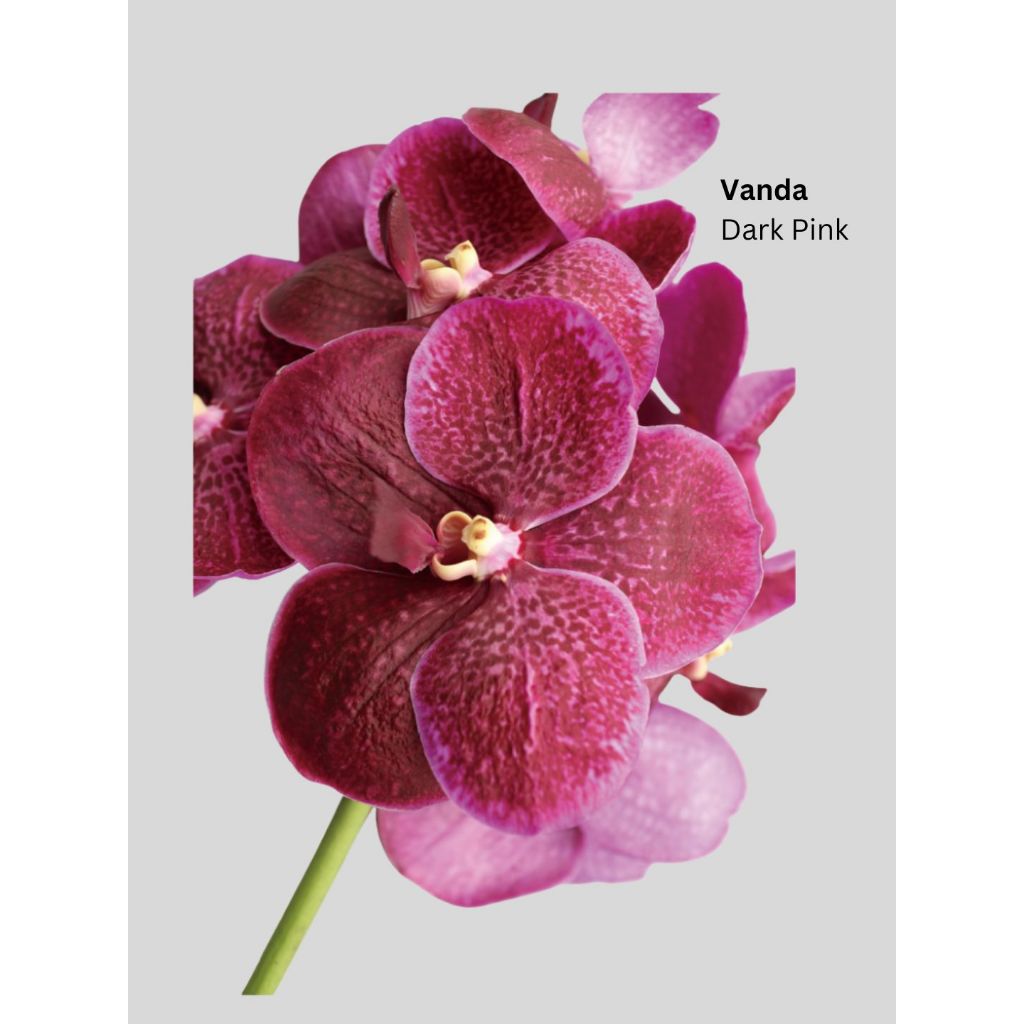 Anggrek Vanda Merah / Red Potong / Cut Flower