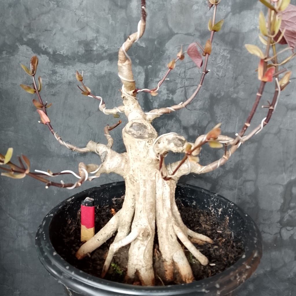 Waru merah prokar bahan bonsai sesuai foto