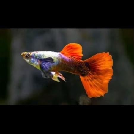 ikan guppy prtd sepasang siap ternak