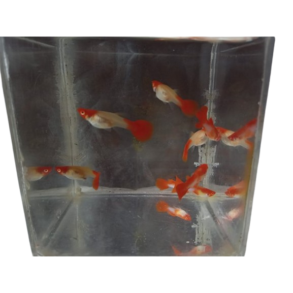 STIKER IKAN HIAS UNTUK AKUARIUM GUPPY ALBINO KOI SEPASANG