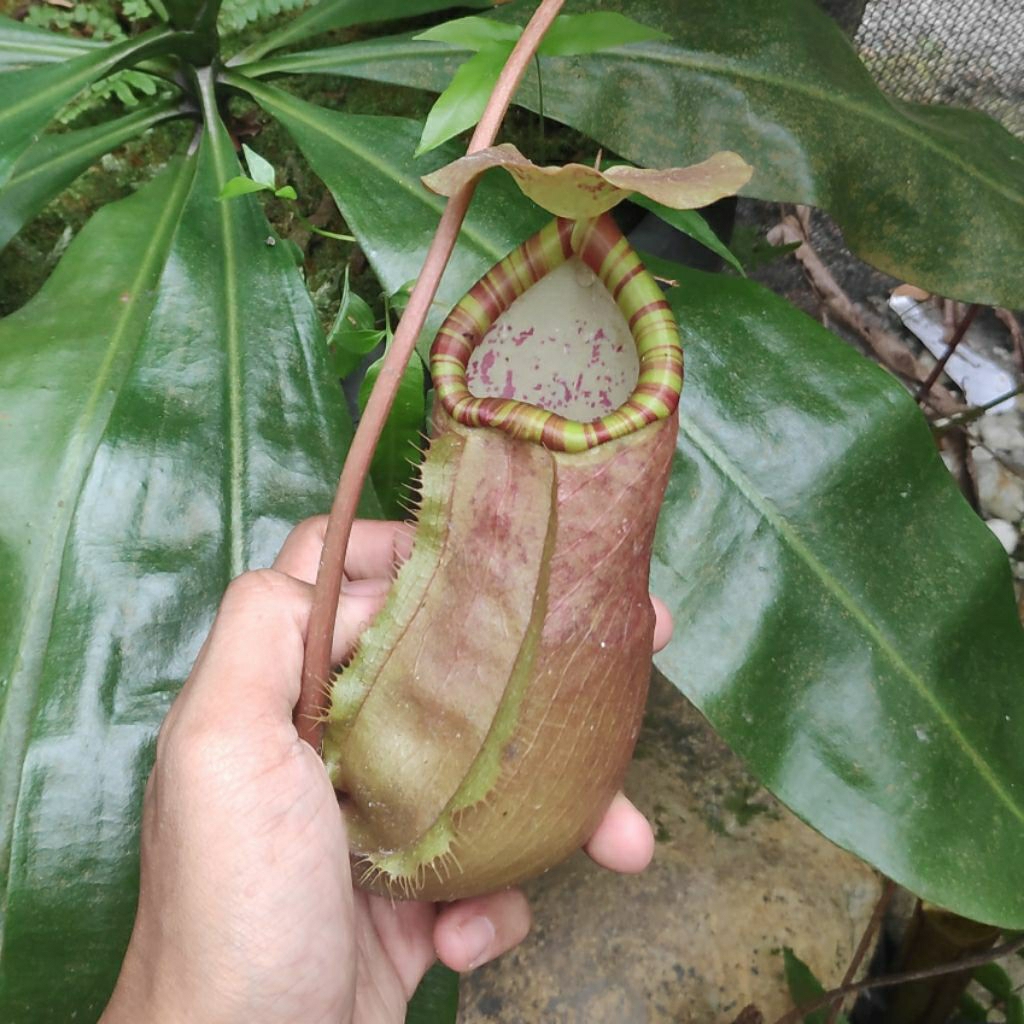 Nepenthes Sumatrana