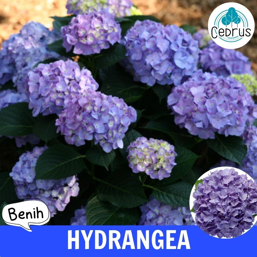 Benih HYDRANGEA - Bibit Biji Bunga