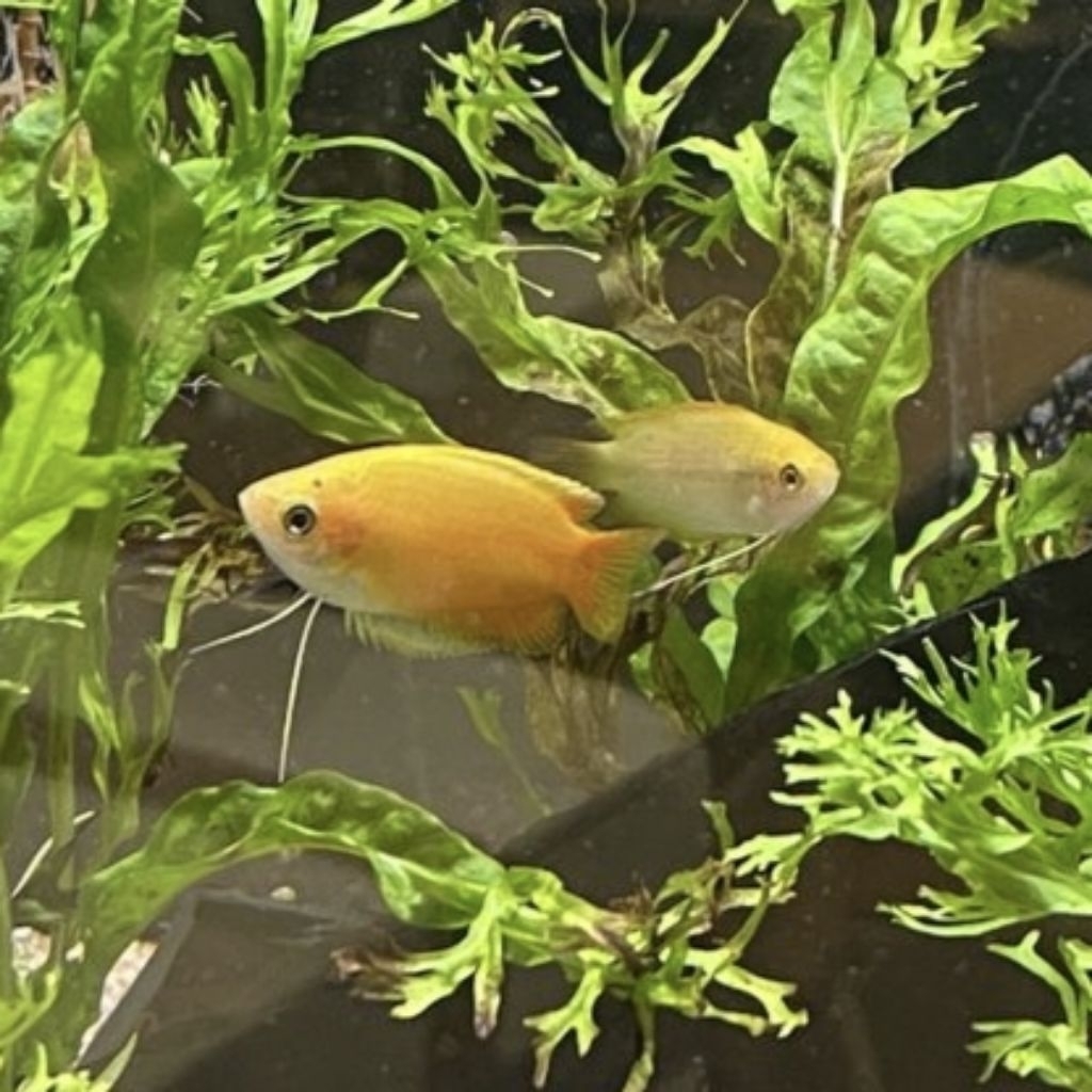 ikan sepat madu / honey gourami fish