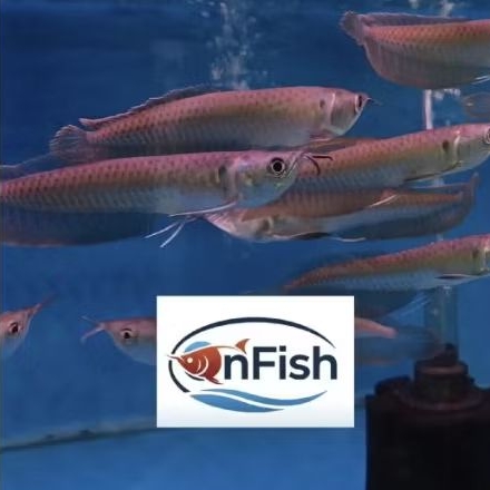 Paket Hias Arwana Silver Red Kualitas Premium, Fisik Sehat & Kondisi Fit