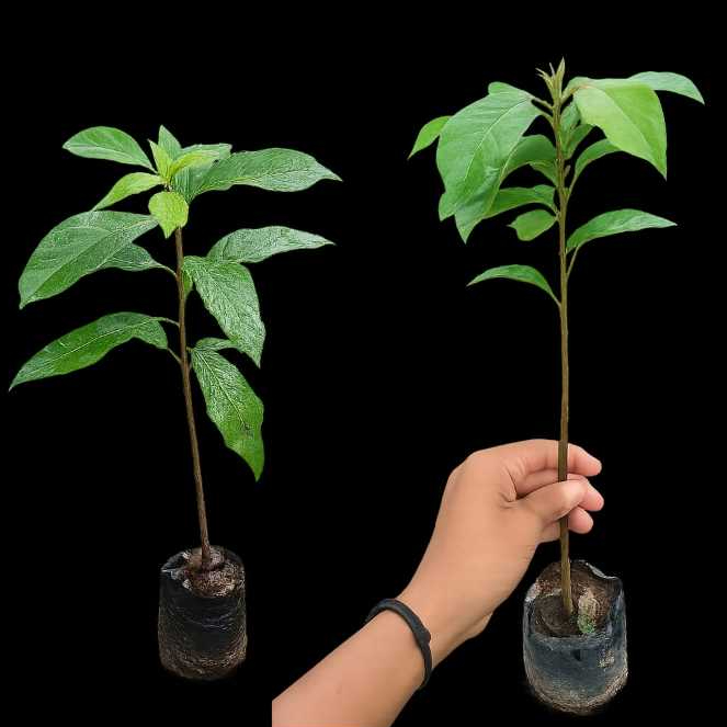 JUDUL: SEEDLING ALPUKAT SUPER – BATANG BESAR & SIAP SAMBUNG (50-60CM)