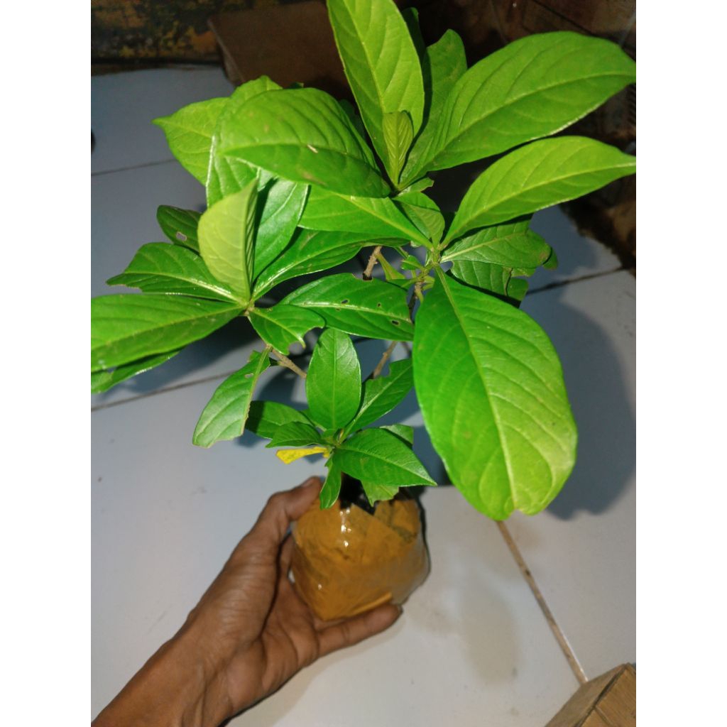 10 biji benih Baobab pohon asli afrika