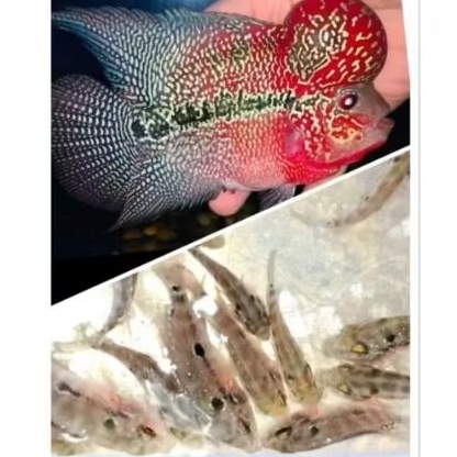 Terbaru Burayak Louhan Lohan Super Red Dragon Pilihan (SRD) Lokal Pride 3cm