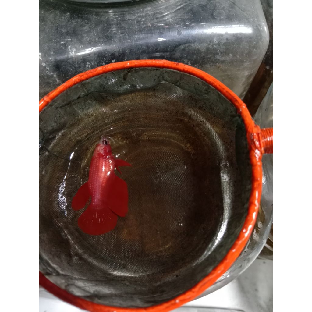 BARU , betina Ikan cupang kontes, BETINA halfmoon red Bahanan kontes size under baby