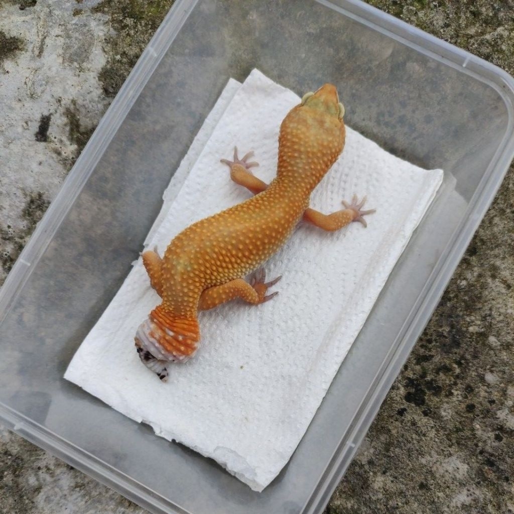 MAINAN ANAK GECKO MINUSAN DEWASA_SHT FEMALE
