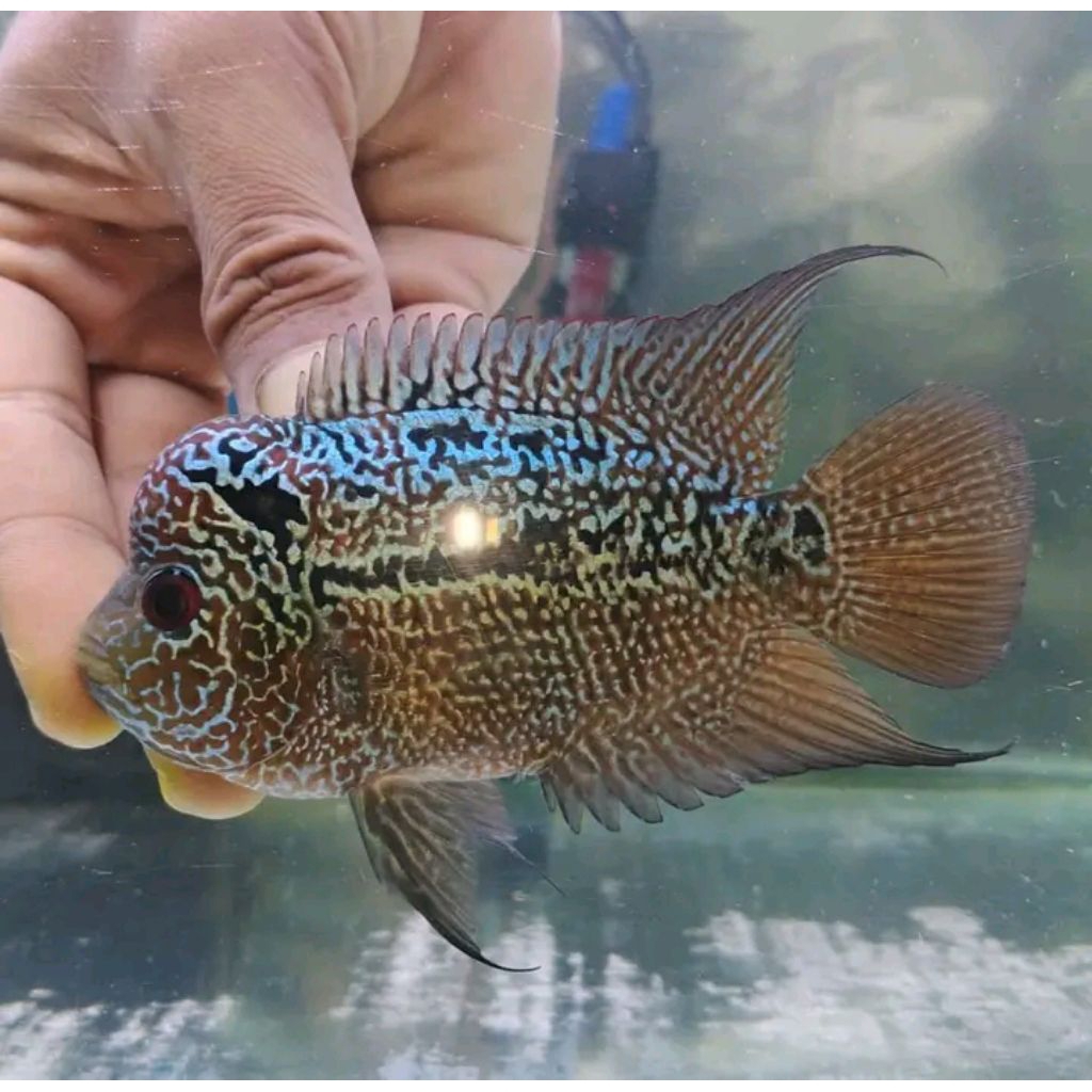 louhan Burayak cencu x Kamfa size 4 cm (2 pcs)