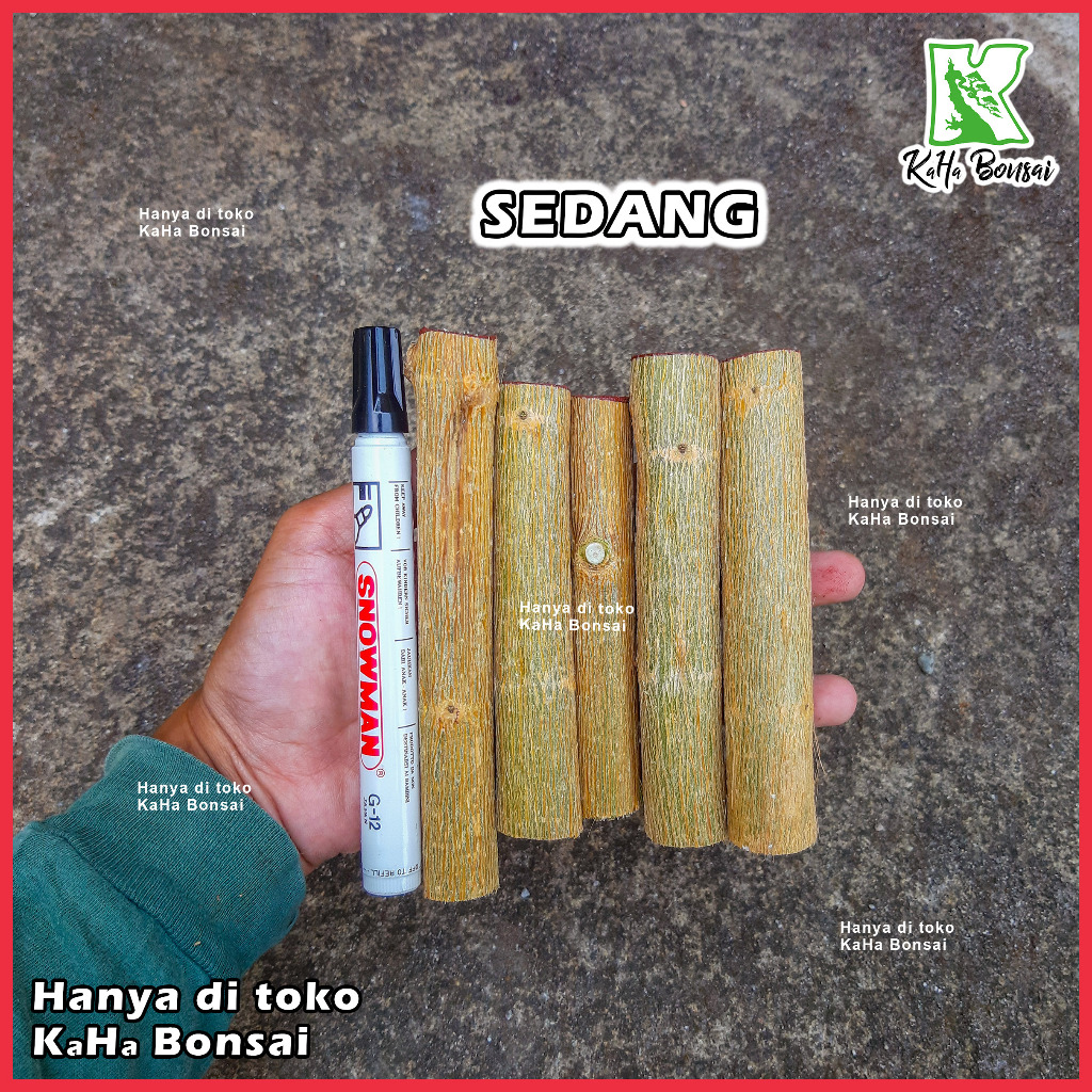 Bahan Bonsai Sancang Bibit Bonsai Sancang Stek Sancang Besar Stek Sancang Murah Bibit Sancang Bahan 