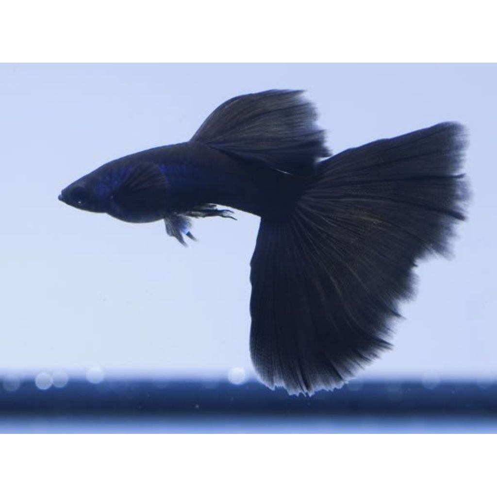 Hiasan Aquarium Ikan Guppy Sepasang Black Moscow Indukan Trio