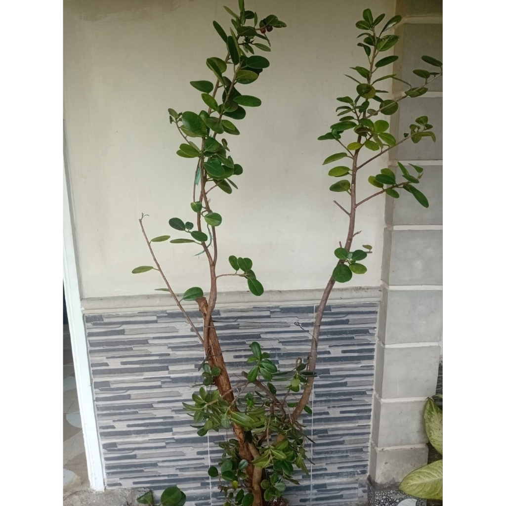 beringin dolar ori tinggi 170cm