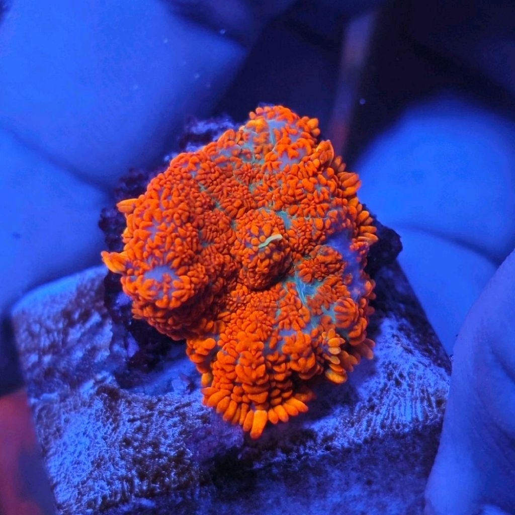 super red rhodactics mushroom bullseye jamur mushroom aquarium laut