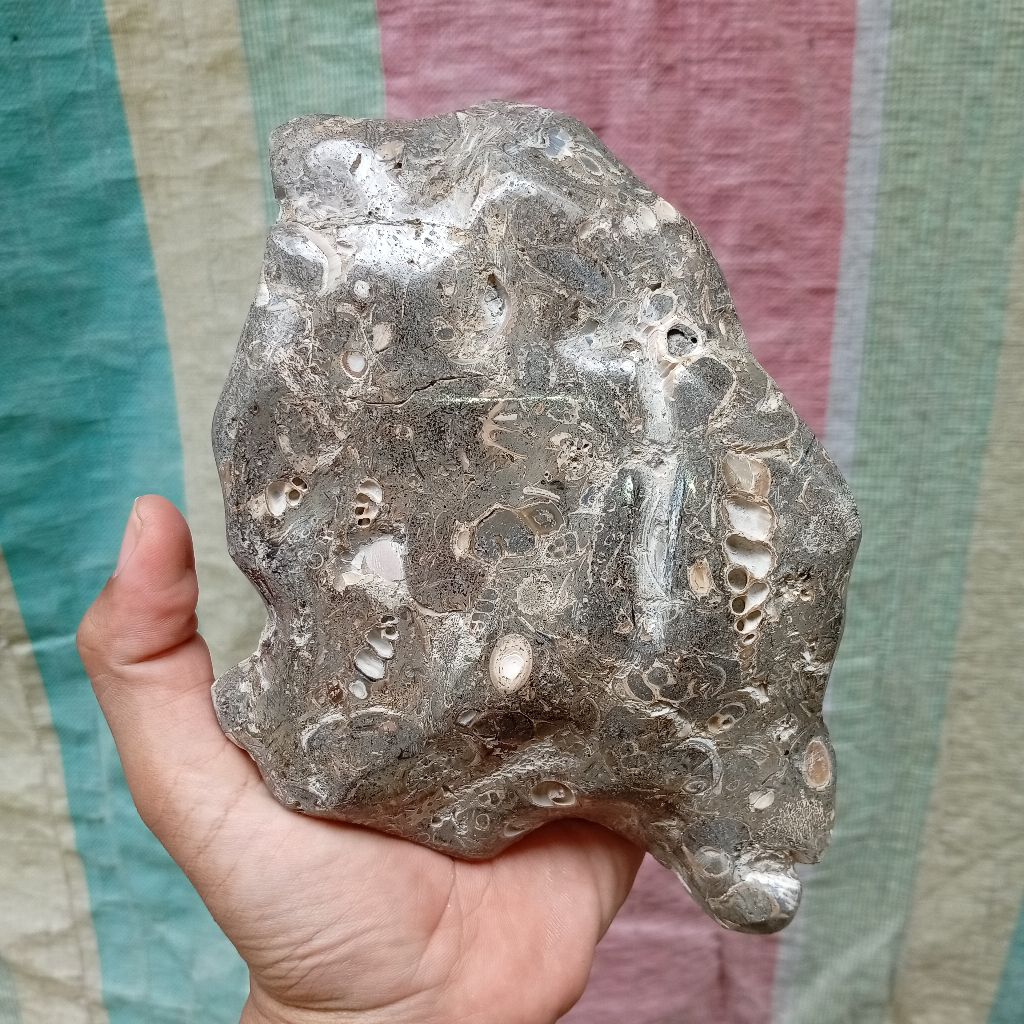Shell stone batu posil keong kerang purba sudah poles