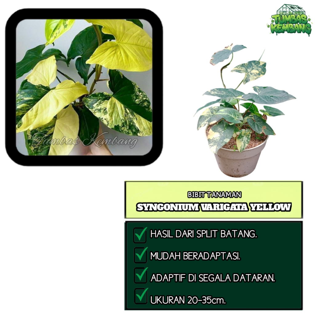 Bibit Tanaman Syngonium Varigata Yellow Aurea - Syngonium Podophyllum Variegated Kuning - Tanaman Hi