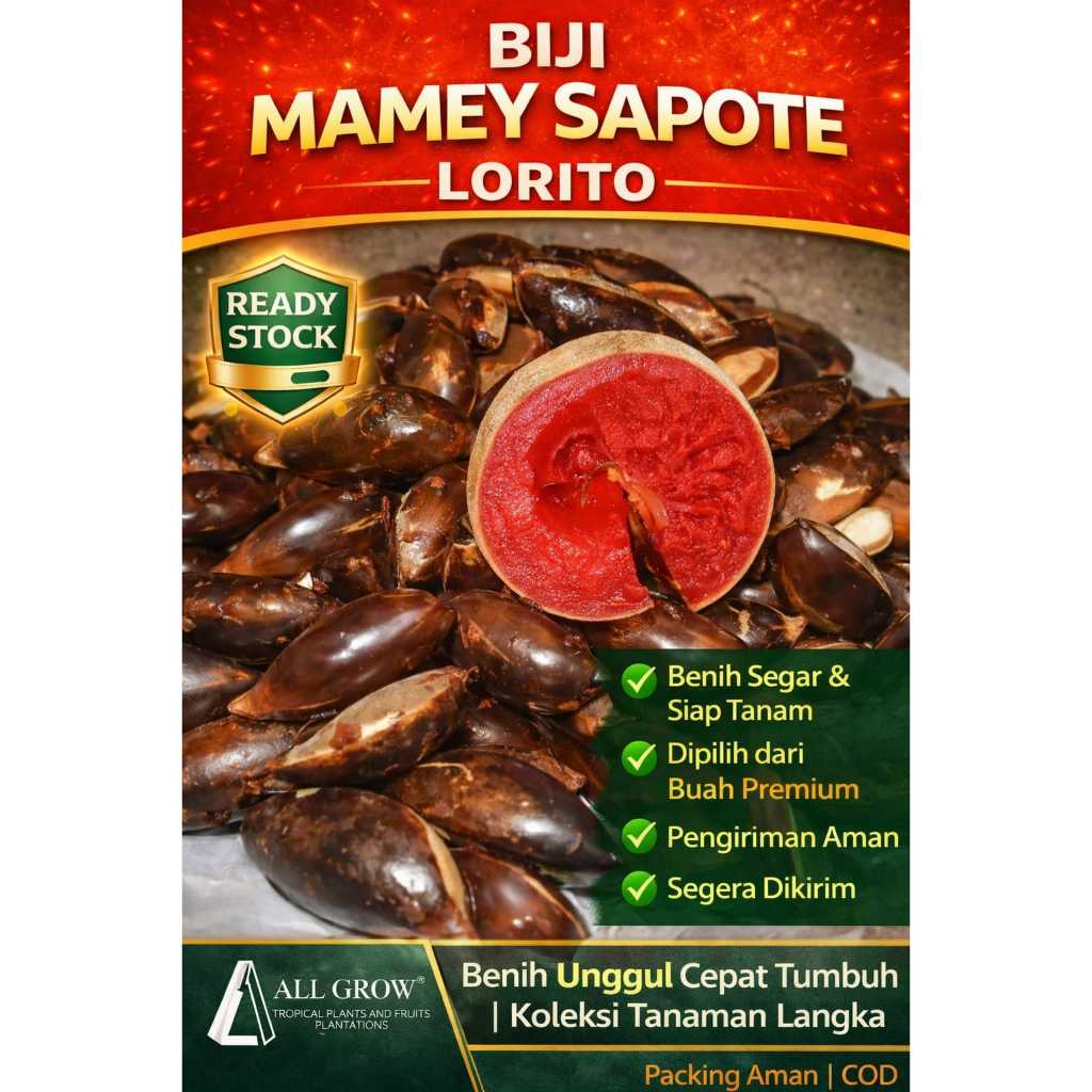 Biji Mamey Sapote Varietas Lorito ( Per Biji)