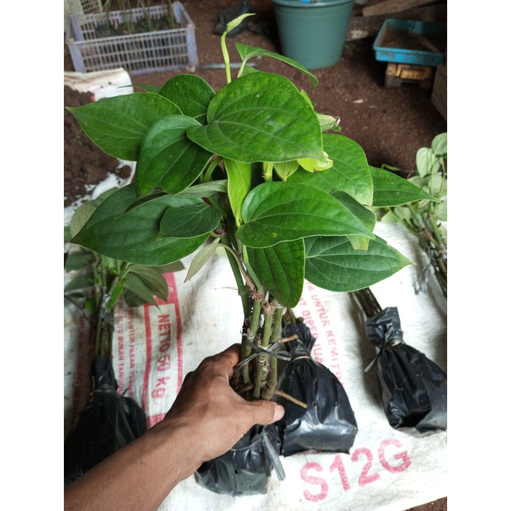 Bibit Tanaman Malada sambung lada India (PERDU) Bibit terlaris / Kualitas Unggul/ Cepat berbuah/Taha